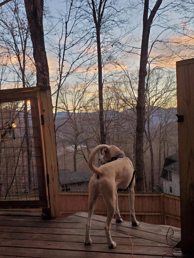 Treehouse Cathedral In Blue Ridge Mountains, Nc Burnsville Exterior foto